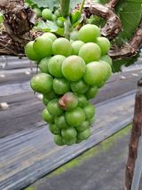 팜모닝 포도·병해충상담 게시글 이미지