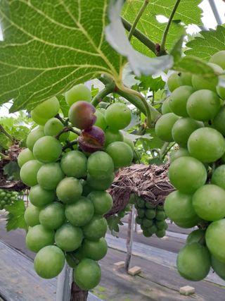 서희석님의 포도 · 병해충상담 작성글 사진