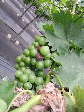 서희석님의 포도 · 병해충상담 작성글 사진