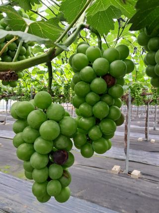 서희석님의 포도 · 병해충상담 작성글 사진