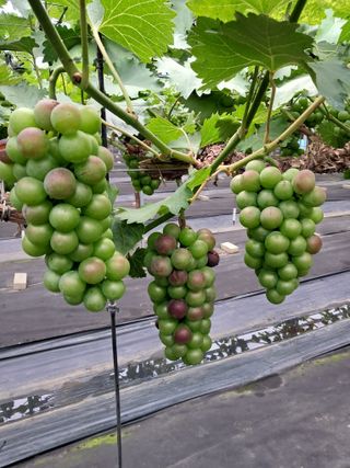 서희석님의 포도 · 병해충상담 작성글 사진