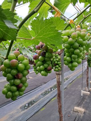 서희석님의 포도 · 병해충상담 작성글 사진