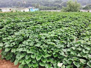 리포님의 고구마 · 자유게시판 작성글 사진