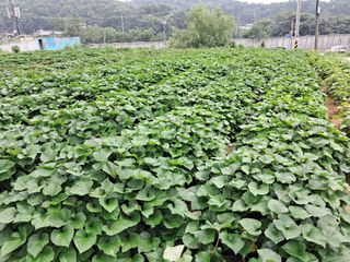 리포님의 고구마 · 자유게시판 작성글 사진