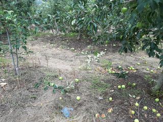 강성민님의 벼 · 영농일지 작성글 사진