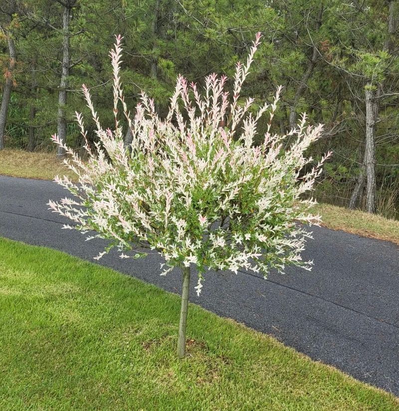 장터 상품 [화이트핑크셀릭스 3년생 포트묘 개화주 ] 썸네일