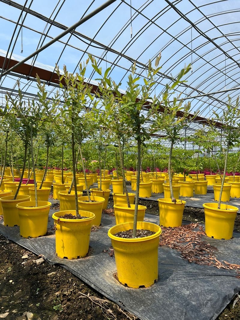 일심묘목농원님의 장터 판매 상품 [화이트핑크셀릭스 3년생 포트묘 개화주 ] 첨부 사진