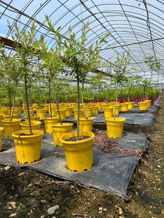 일심묘목농원님의 작성글 사진