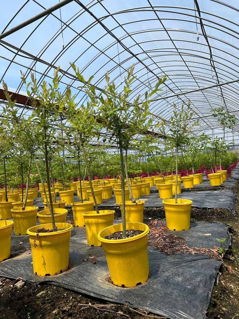 일심묘목농원님의 장터 판매 상품 [화이트핑크셀릭스 3년생 포트묘 개화주 ] 첨부 사진