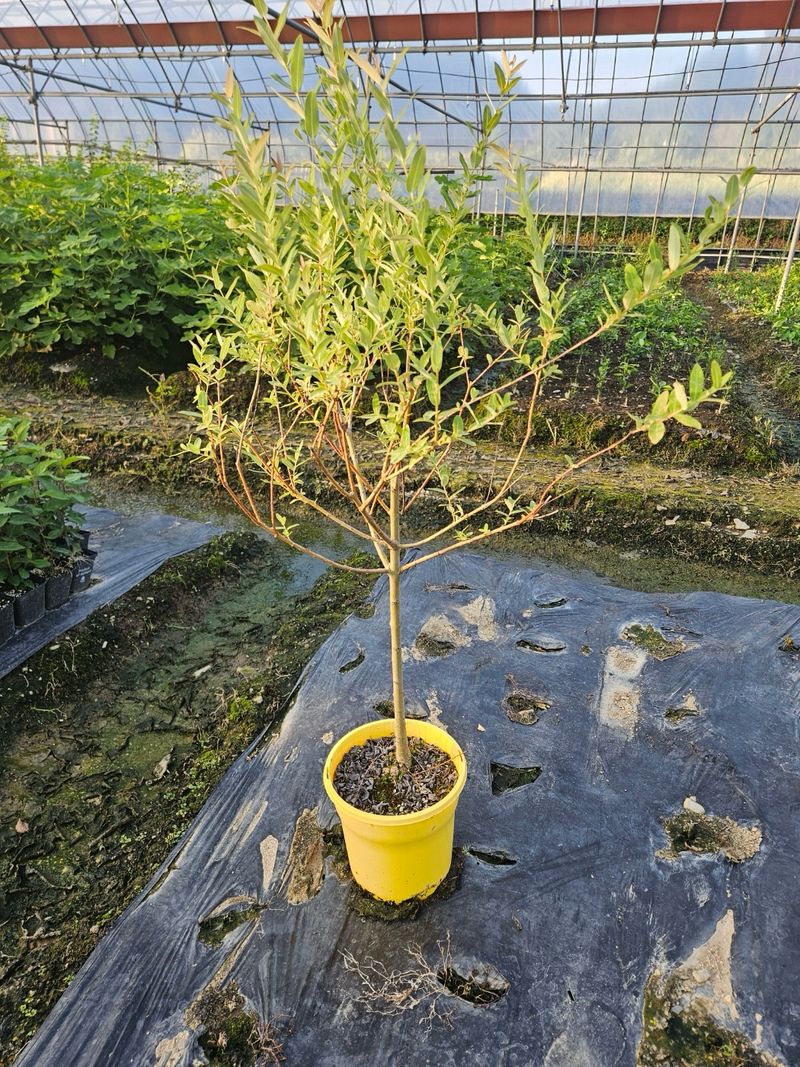 일심묘목농원님의 장터 판매 상품 [화이트핑크셀릭스 3년생 포트묘 개화주 ] 첨부 사진