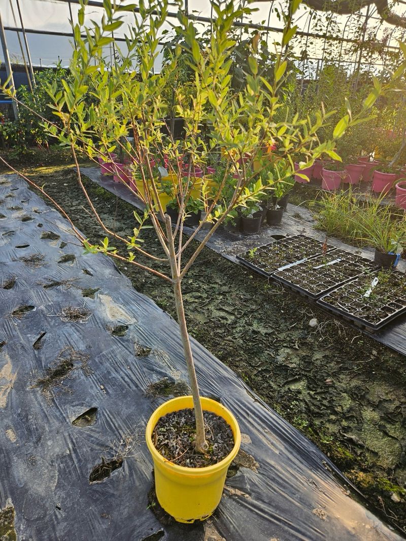 일심묘목농원님의 장터 판매 상품 [화이트핑크셀릭스 3년생 포트묘 개화주 ] 첨부 사진