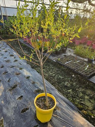 일심묘목농원님의 작성글 사진