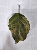 팜모닝 사과·병해충상담 게시글 이미지