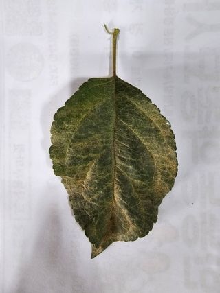 한농농약종묘사님의 사과 · 병해충상담 작성글 사진