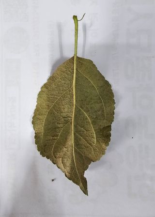 한농농약종묘사님의 사과 · 병해충상담 작성글 사진