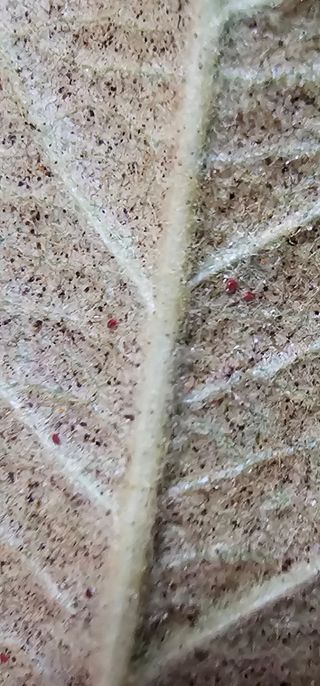 한농농약종묘사님의 사과 · 병해충상담 작성글 사진