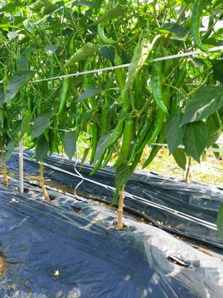 김규현님의 고추 · 일상 작성글 사진