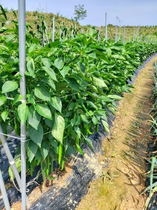 김규현님의 고추 · 일상 작성글 사진