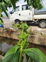 팜모닝 기타작물·병해충상담 게시글 이미지