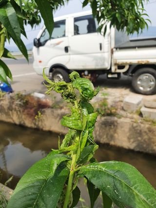 작은샛별님의 기타작물 · 병해충상담 작성글 사진