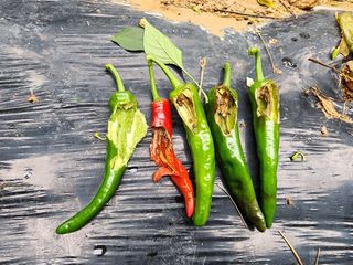 전병대님의 고추 · 병해충상담 작성글 사진