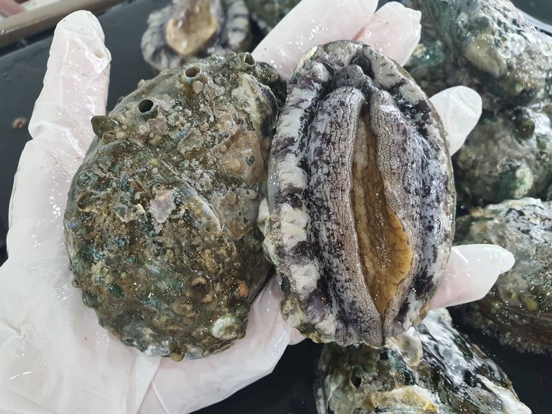 장터 상품 [전복 15-17미 초복 특가] 썸네일