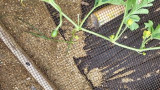 짱순이연속8월출석왕님의 기타작물 · 자유게시판 작성글 사진