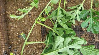 짱순이연속8월출석왕님의 기타작물 · 자유게시판 작성글 사진