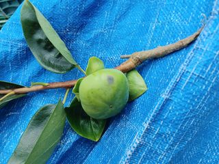 드롱이님의 감 · 병해충상담 작성글 사진