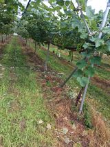 팜모닝 최고의 제초제는 무엇인가요?·참여 게시글 이미지