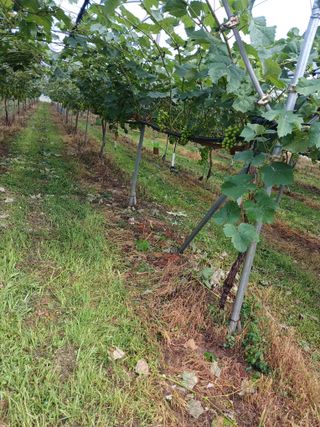 덩더쿵님의 최고의 제초제는 무엇인가요? · 참여 작성글 사진