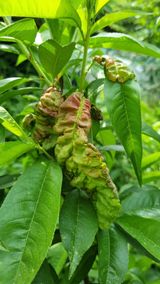 팜모닝 복숭아·병해충상담 게시글 이미지