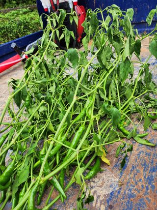 ...님의 고추 · 병해충상담 작성글 사진