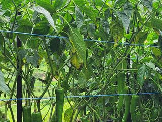 ...님의 고추 · 병해충상담 작성글 사진