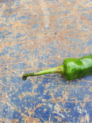 ...님의 고추 · 병해충상담 작성글 사진