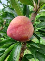 팜모닝 자두·자유게시판 게시글 이미지