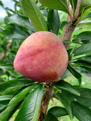 보성자두황용현님의 자두 · 자유게시판 작성글 사진