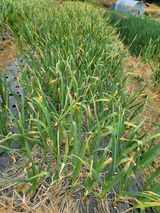 팜모닝 마늘·병해충상담 게시글 이미지