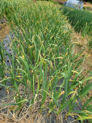 오연호님의 마늘 · 병해충상담 작성글 사진