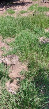 팜모닝 최고의 제초제는 무엇인가요?·참여 게시글 이미지