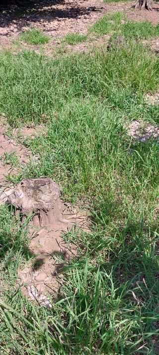 돌하르방2님의 최고의 제초제는 무엇인가요? · 참여 작성글 사진