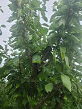 팜모닝 자두·병해충상담 게시글 이미지