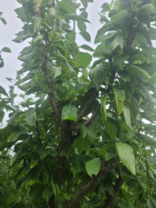 육묘농장님의 자두 · 병해충상담 작성글 사진