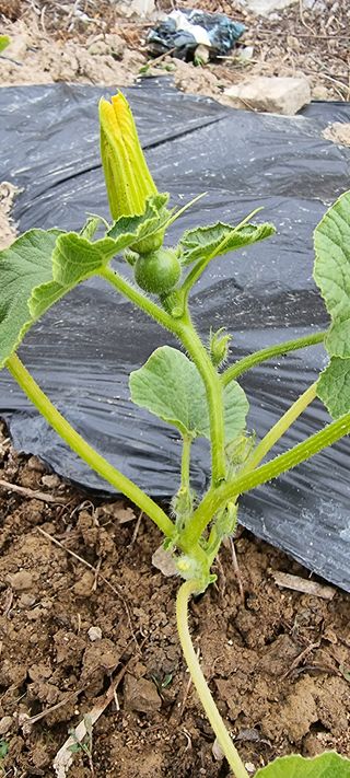 정광님의 호박 · 병해충상담 작성글 사진