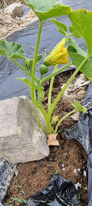 정광님의 호박 · 병해충상담 작성글 사진