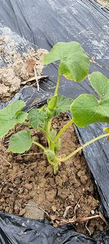 팜모닝 호박·병해충상담 게시글 이미지