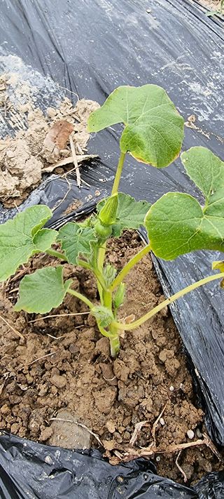 정광님의 호박 · 병해충상담 작성글 사진