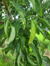 팜모닝 사과·병해충상담 게시글 이미지