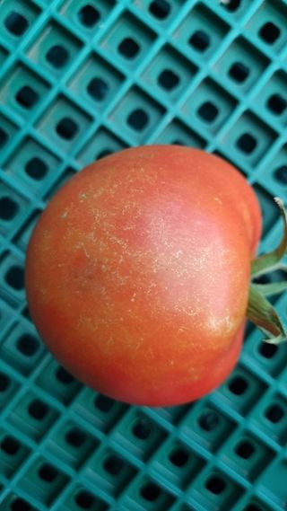 호박18431님의 토마토 · 병해충상담 작성글 사진