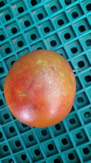 호박18431님의 토마토 · 병해충상담 작성글 사진